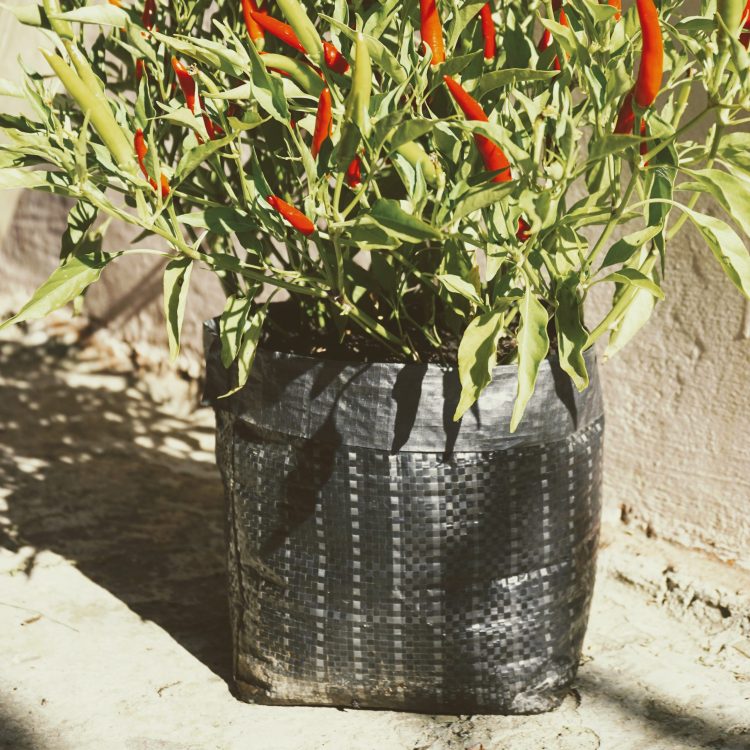 Chilipflanzen in Stofftöpfen.