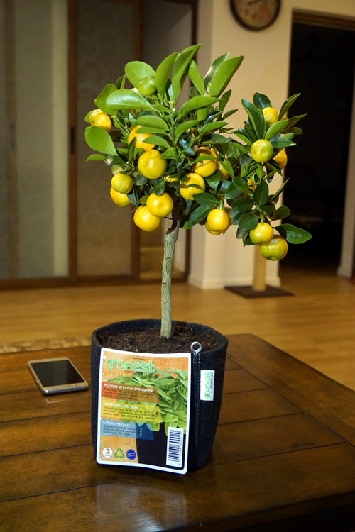 Gronest® classic fabric pots for small Lemon tree with Aqua Breathe layer.