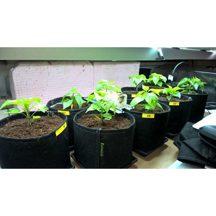 Gronest® classic fabric pots for growing chili peppers.