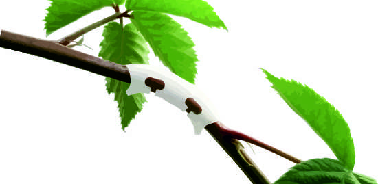 Grow stronger with Gronest Bending Clips - gentle tool to direct plant growth towards light